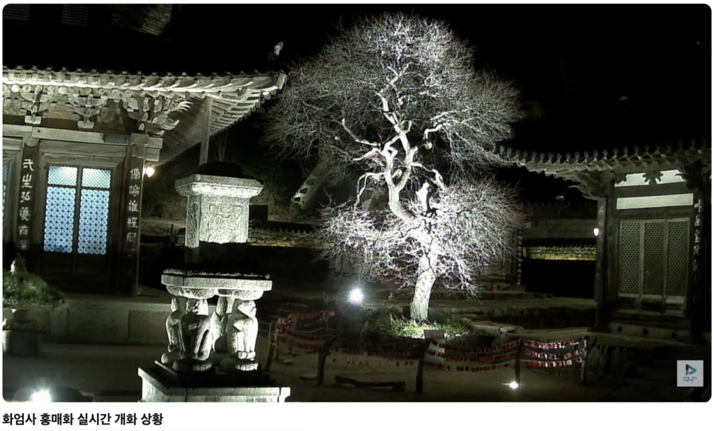 화엄사 홍매화 CCTV 실시간 개화 상황